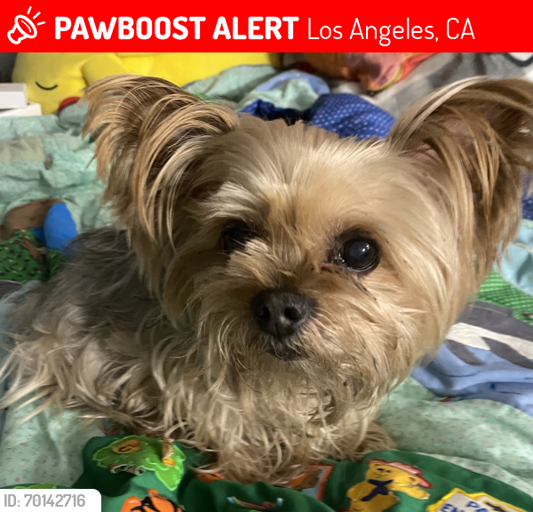 Lost Male Dog last seen Corner of Beverly Blvd./ Union Place, Los Angeles, CA 90026
