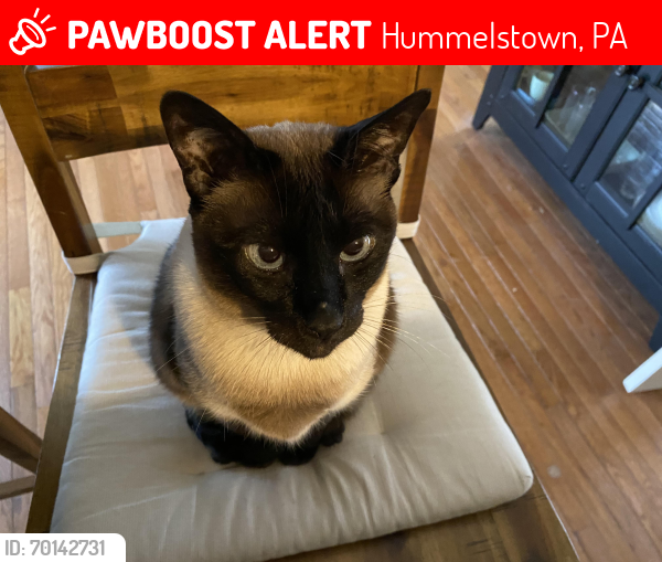Lost Female Cat last seen Woodhaven and Mount Alem, Hummelstown, PA 17036