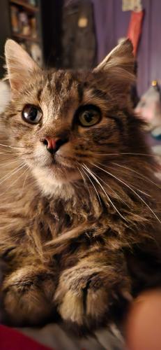 Lost Female Cat last seen Sunset drive, spruce run rd, Middleburg, PA 17842