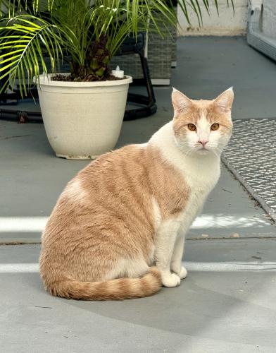 Lost Male Cat last seen Beaconsfield Ct & Village center , Westlake Village, CA 91361