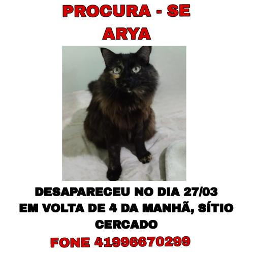 Lost Female Cat last seen rua Tenente julio jacoboski, Sítio Cercado, PR 81925-010