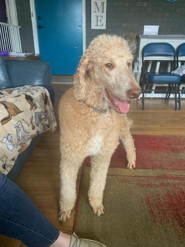 Lost Female Dog last seen Old Stagecoach Road, Easley, Easley, SC 29642