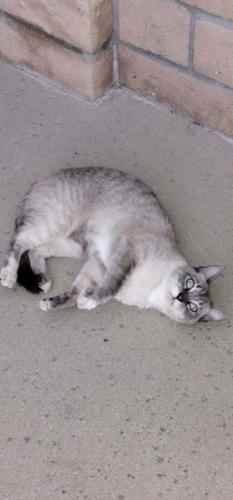 Lost Male Cat last seen Ramona and Terry st, Chino, CA 91710