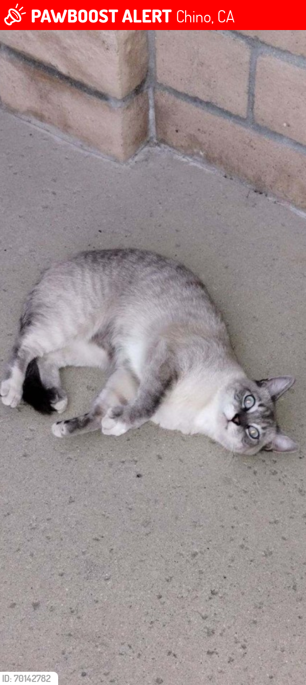 Lost Male Cat last seen Ramona and Terry st, Chino, CA 91710
