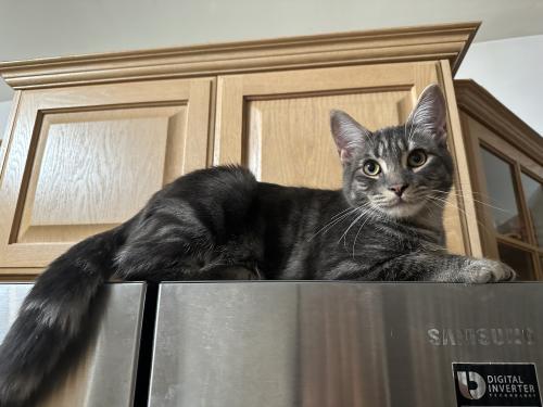 Lost Male Cat last seen mesy laval, Laval, QC H7G