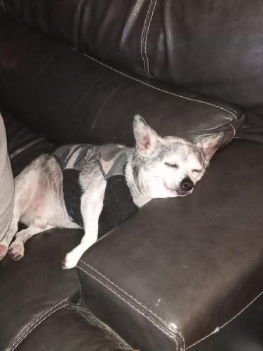 Lost Male Dog last seen Love Valley , Statesville, NC 28625