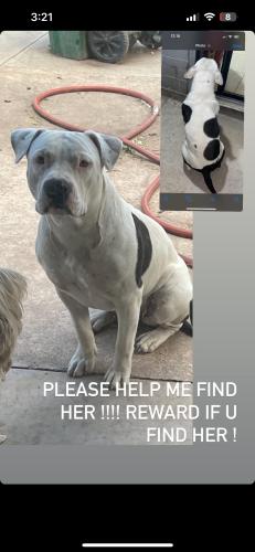 Lost Female Dog last seen 36th & La cholla , Tucson, AZ 85713
