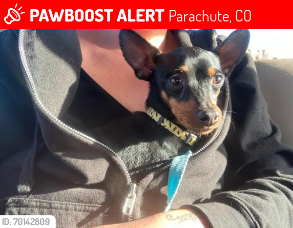 Lost Male Dog last seen Near County Rd 302, Parachute, CO 81635