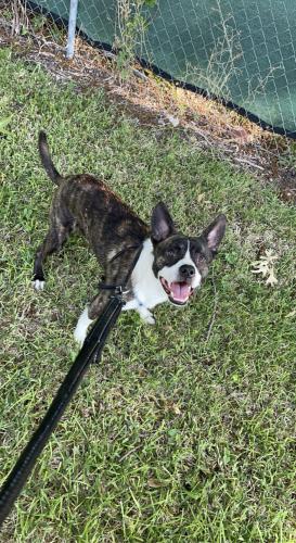 Lost Male Dog last seen Bandera Rd & Benrus Rd, San Antonio, TX 78228