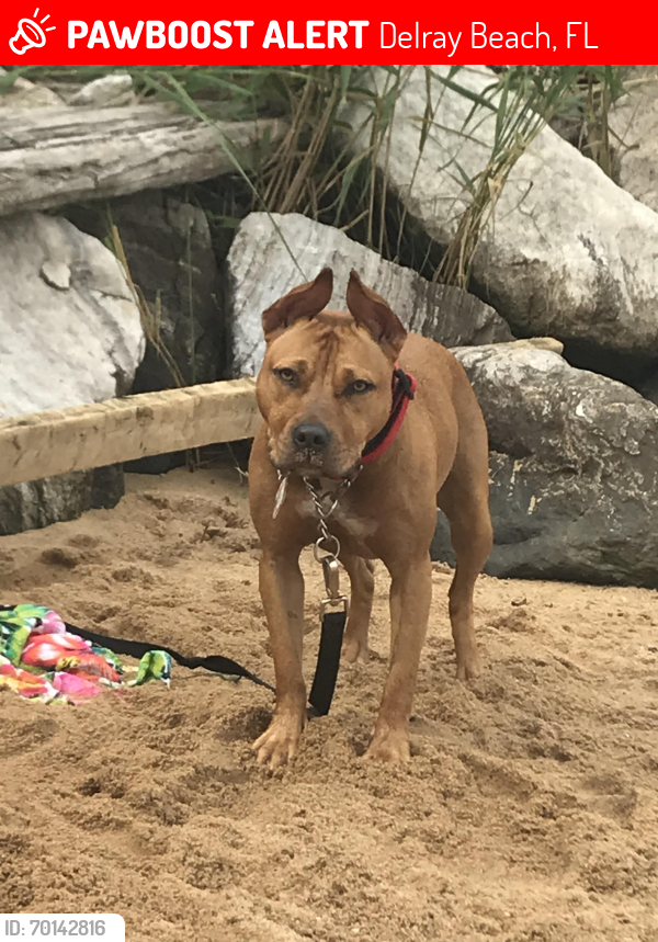 Lost Female Dog last seen Near North East 3rd Street, Delray Beach, FL 33444