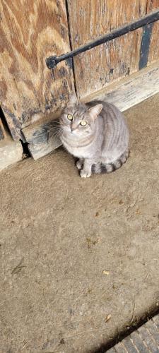 Lost Female Cat last seen Rte 39 & parkway west , Harrisburg, PA 17112