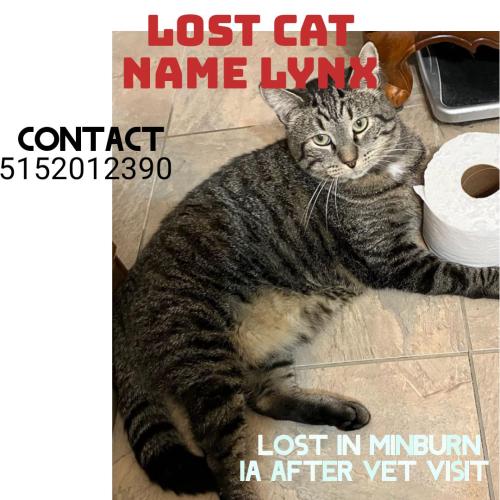 Lost Male Cat last seen Minburn Iowa vet office , Minburn, IA 50167