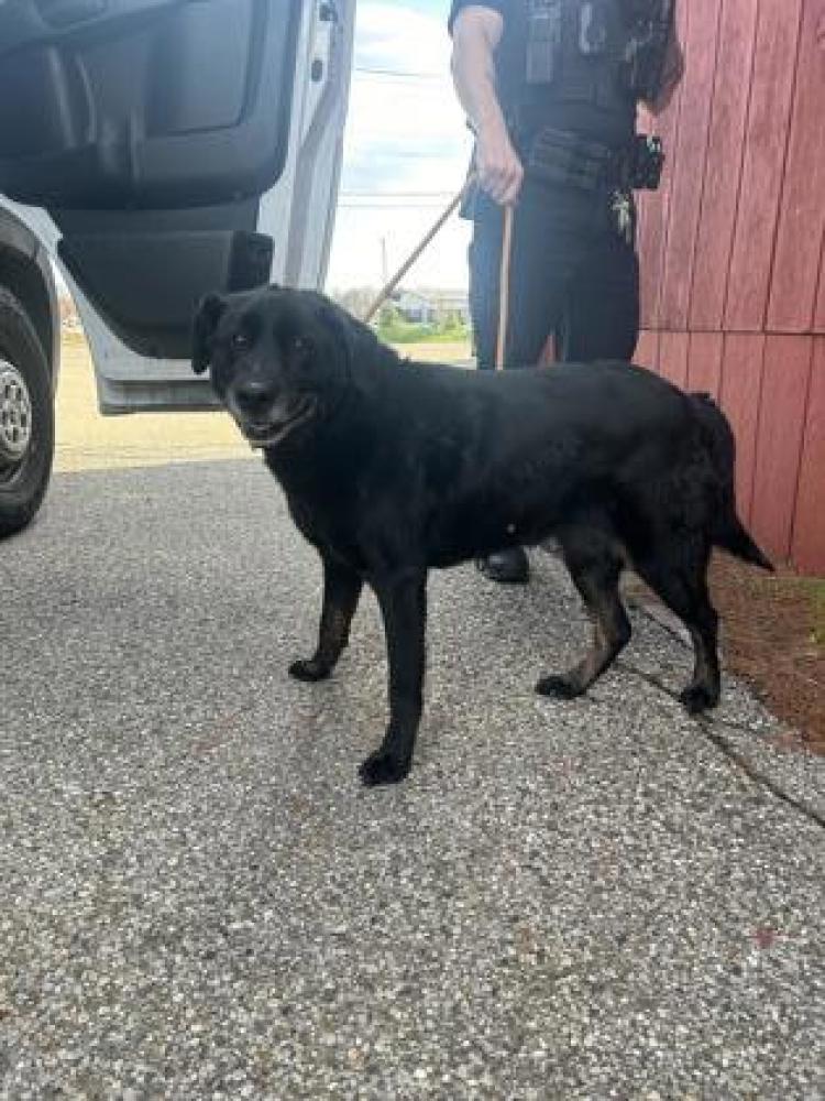 Shelter Stray Female Dog last seen Cincinnati, OH 45240, Cincinnati, OH 45223