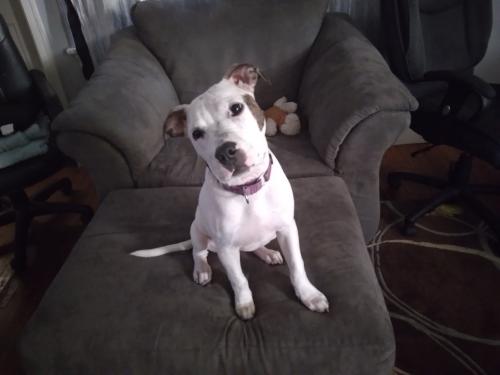Lost Female Dog last seen Clarksville pk kroger, Nashville, TN 37218