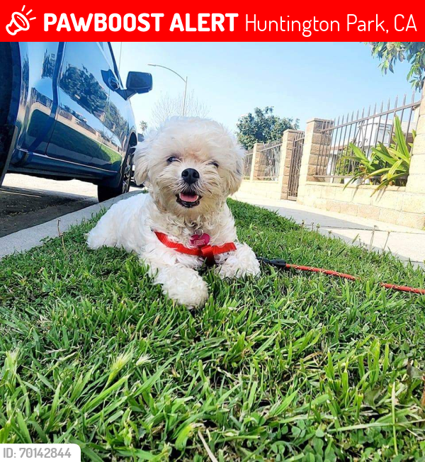 Lost Female Dog last seen Huntington park , Huntington Park, CA 90255