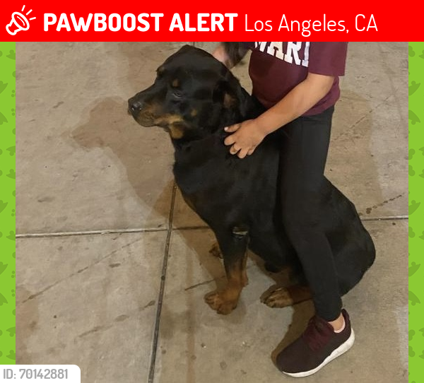 Lost Male Dog last seen Near str by 7-Eleven  , Los Angeles, CA 90047