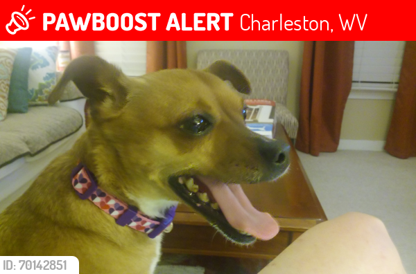 Lost Female Dog last seen Near Bigley Ave Charleston, wv, Charleston, WV 25302