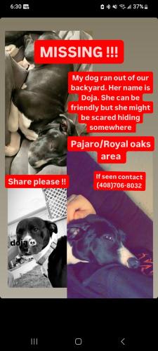 Lost Female Dog last seen Salinas Road, Pajaro, CA 95076
