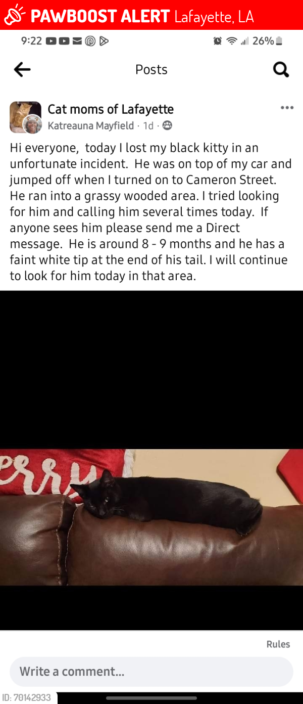 Lost Male Cat last seen La Papa Loca Restaurant , Lafayette, LA 70506