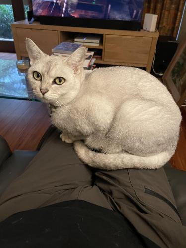 Lost Female Cat last seen Woolworths Middle Camberwell, Camberwell, VIC 3124