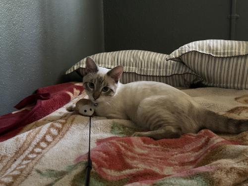 Lost Male Cat last seen Lancaster and murchison by nicos convenient store, Los Angeles, CA 90033