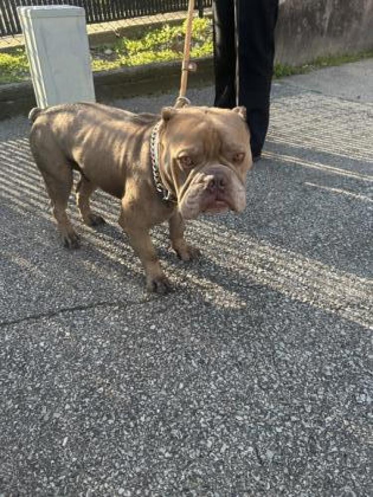 Shelter Stray Male Dog last seen Cincinnati, OH 45238, Cincinnati, OH 45223