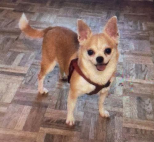 Lost Female Dog last seen Near Laurel Hills rd., Kingwood, TX 77339 (TRAILWOOD Village), Houston, TX 77339