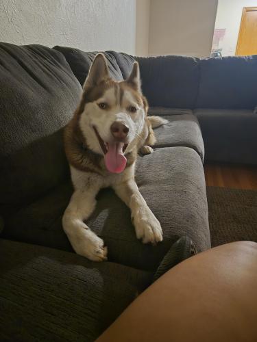 Lost Male Dog last seen Whitebear and Ripley , Maplewood, MN 55109