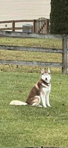 Lost Male Dog last seen TodHunter Rd and Salzman Rd, Middletown Ohio, Middletown, OH 45044