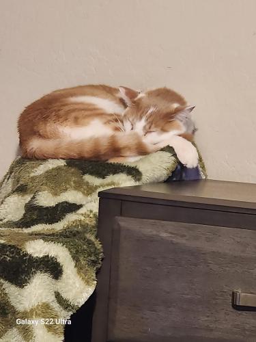 Lost Male Cat last seen 178th and greenway, Surprise, AZ 85388