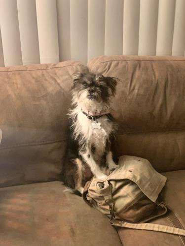 Lost Female Dog last seen Ajo and Mission , Tucson, AZ 85713