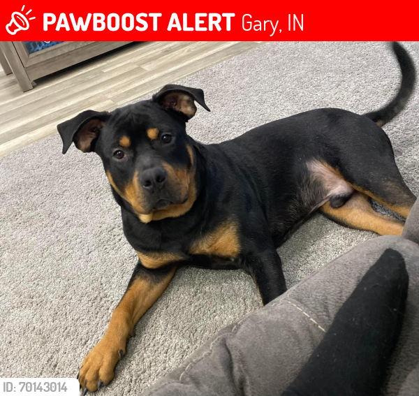 Lost Male Dog last seen 25th and colfax , Gary, IN 46406