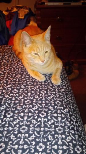 Lost Male Cat last seen Atlantic and Olive and Boulder Hyway , Las Vegas, NV 89104