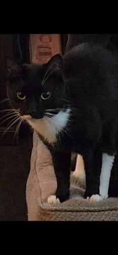 Lost Male Cat last seen Pilothouse drive and jefferson ave, Newport News, VA 23606