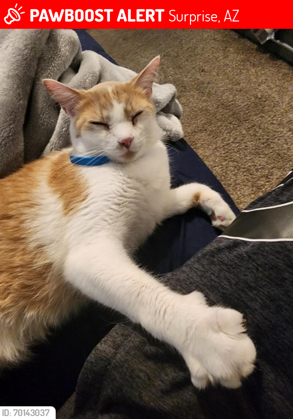 Lost Male Cat last seen 178th Ave and greenway, Surprise, AZ 85388