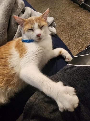 Lost Male Cat last seen 178th Ave and greenway, Surprise, AZ 85388