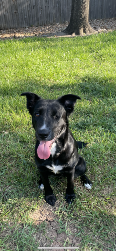 Lost Female Dog last seen Springdale and Norwoodhill , Austin, TX 78723