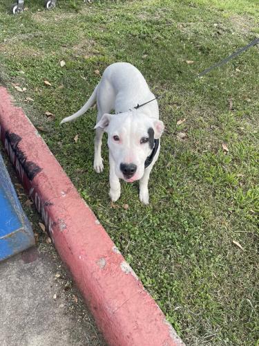 Lost Female Dog last seen Near village way, Houston, TX 77087