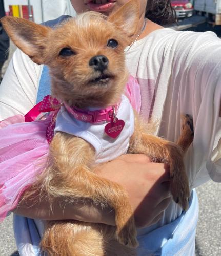 Lost Female Dog last seen E 119th st & Mona Blvd or Willowbrook Ave, Los Angeles, CA 90059