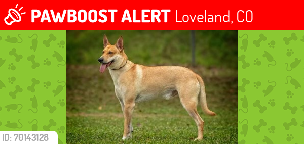 Lost Male Dog last seen Wilson and 22nd Loveland. , Loveland, CO 80538