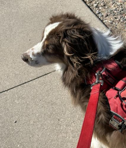 Lost Male Dog last seen Montgomery and Tramway, Albuquerque, NM 87111