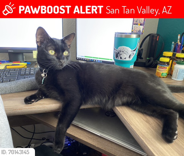 Lost Male Cat last seen Ocotillo and meridian , San Tan Valley, AZ 85140