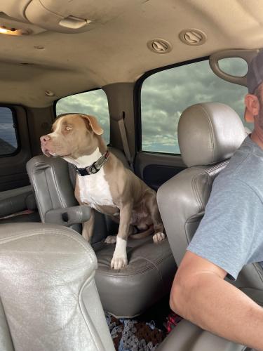 Lost Male Dog last seen Deer Vally road & 87th Ave, Peoria, AZ 85382