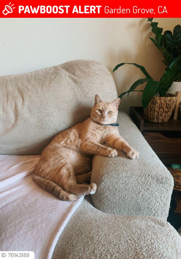 Lost Male Cat last seen Chapman ave and city dr , Garden Grove, CA 92841