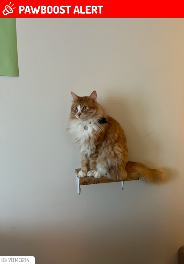 Lost Male Cat last seen Guildford drive and Balmoral street, Port Moody, BC V3H 3V6