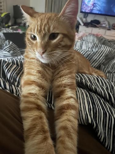 Lost Male Cat last seen Harbor and Warner, Fountain Valley, CA 92708