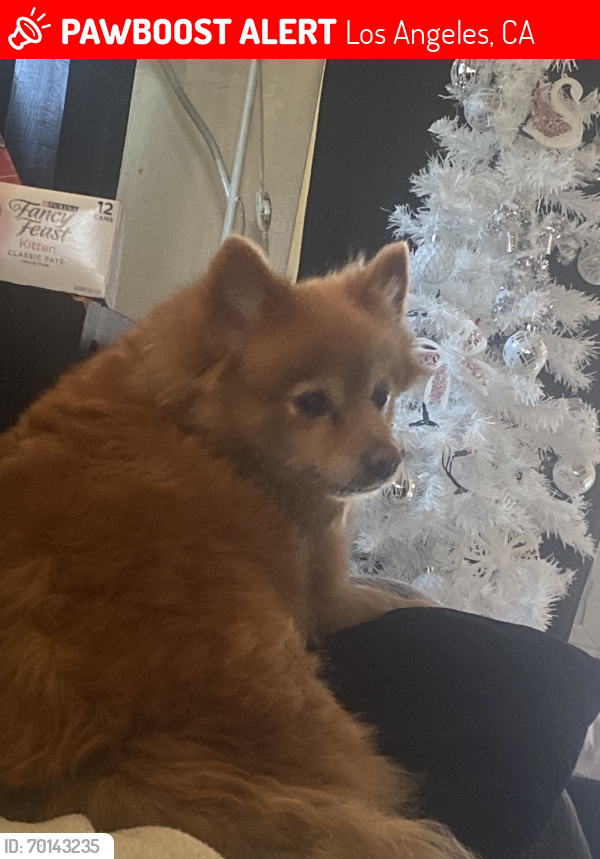 Lost Female Dog last seen 98th and Figueroa, Los Angeles, CA 90044