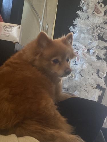 Lost Female Dog last seen 98th and Figueroa, Los Angeles, CA 90044