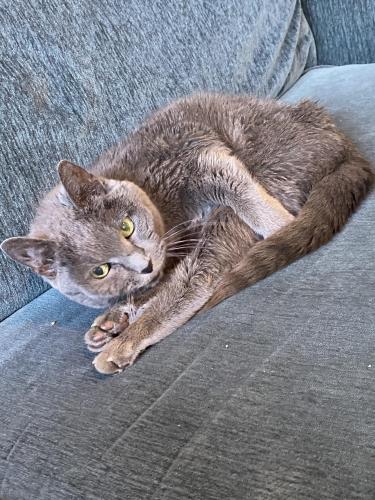 Lost Female Cat last seen Ocotillo Ave and Beverly Ct, Chandler, AZ 85248
