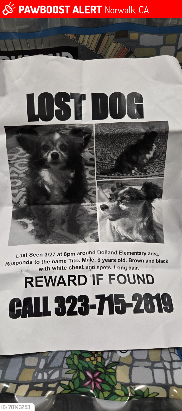 Lost Male Dog last seen Excelsior and bloomfield, Norwalk, CA 90650